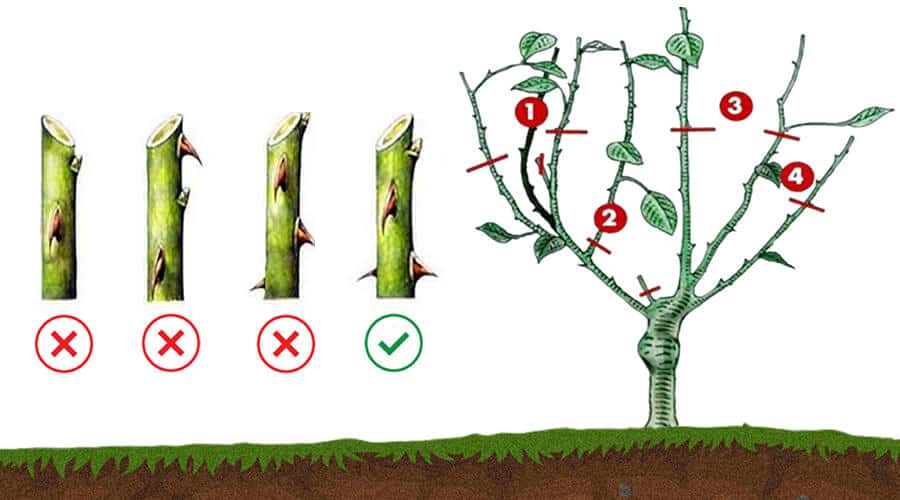 Poda de Limpeza Extrema: Roseiras Livres de Pragas e Doenças - detalhe