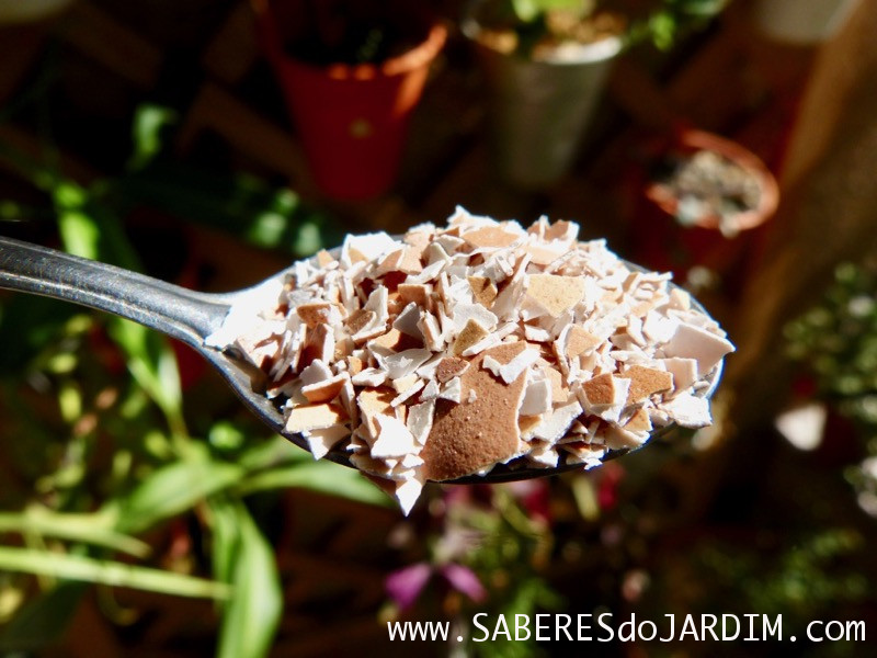 Adubo Enriquecido com Farinha de Osso: Flores Mais Vivas e Coloridas - detalhe