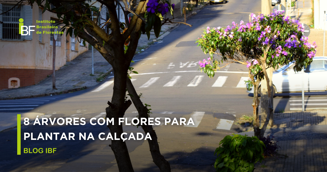 Com Flores Vibrantes: Um Toque de Cor na Sua Calçada - inspiração