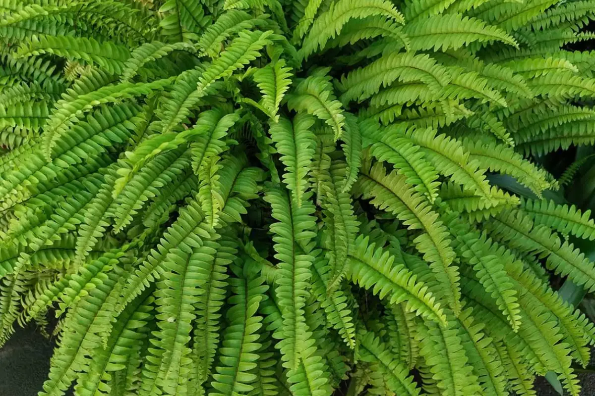 Mistura de Substrato com Fibra de Coco para Samambaias Pendentes Exuberantes - inspiração