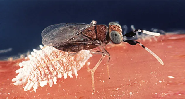 Com Cerveja: Uma Armadilha Inusitada e Eficaz - detalhe