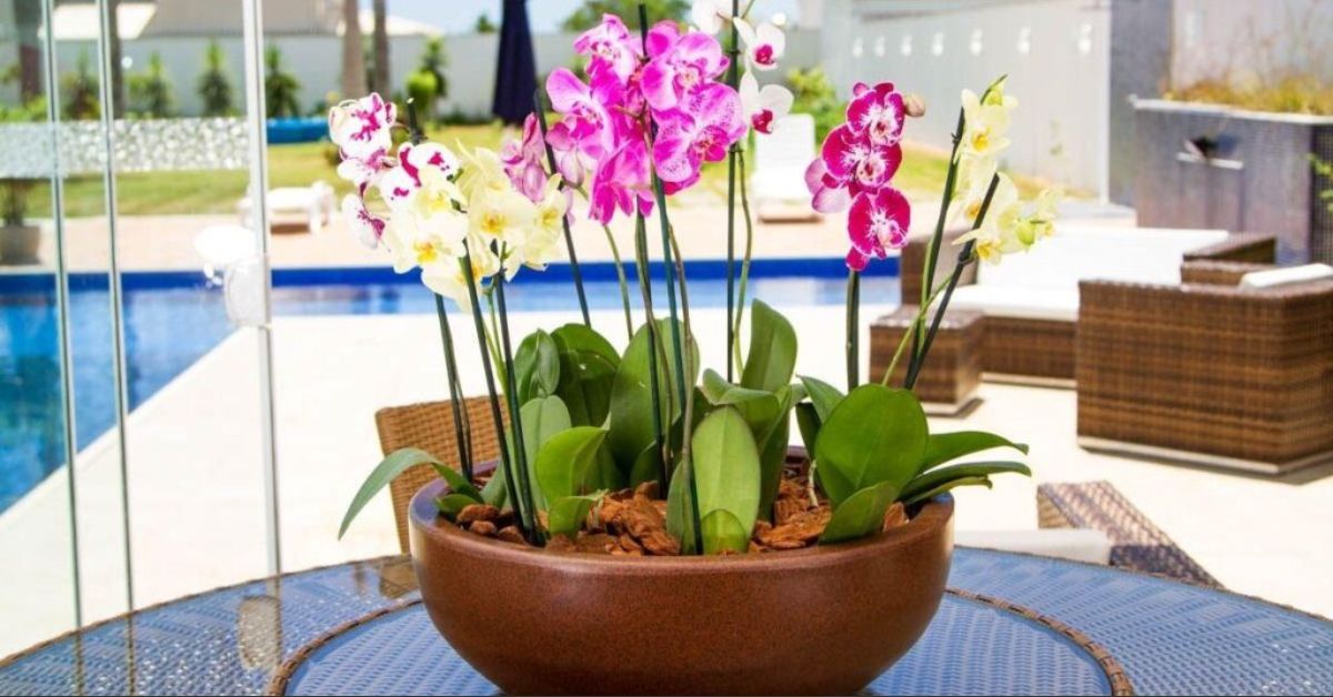 Orquídeas em Vasos de Cerâmica Decorados à Mão: Personalidade e Cor - inspiração