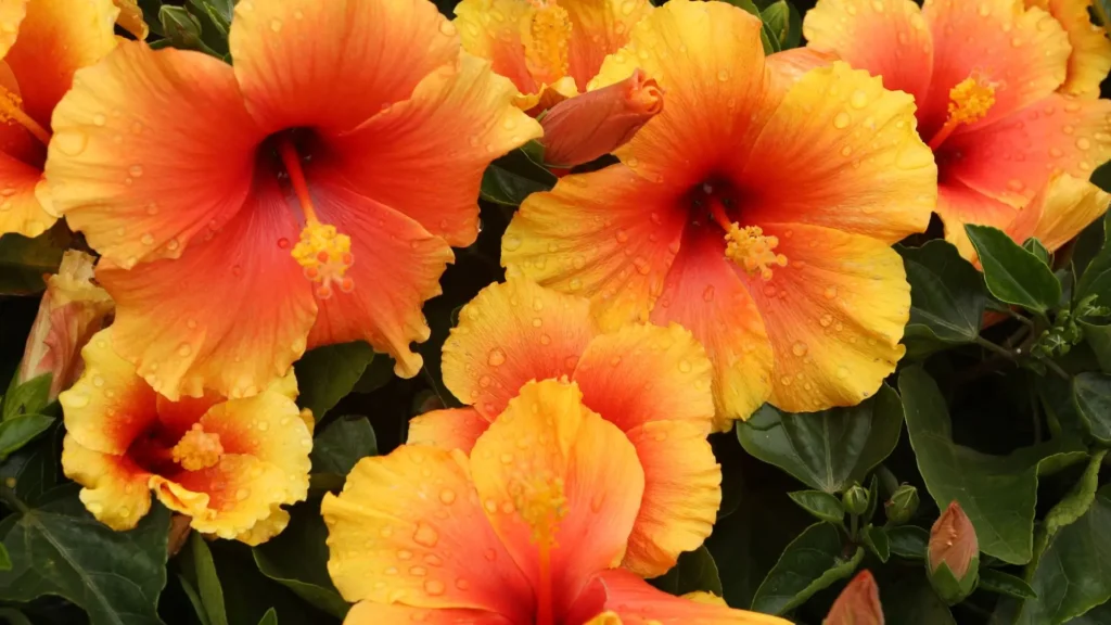 Toque Tropical com Flores de Hibisco Anão - inspiração