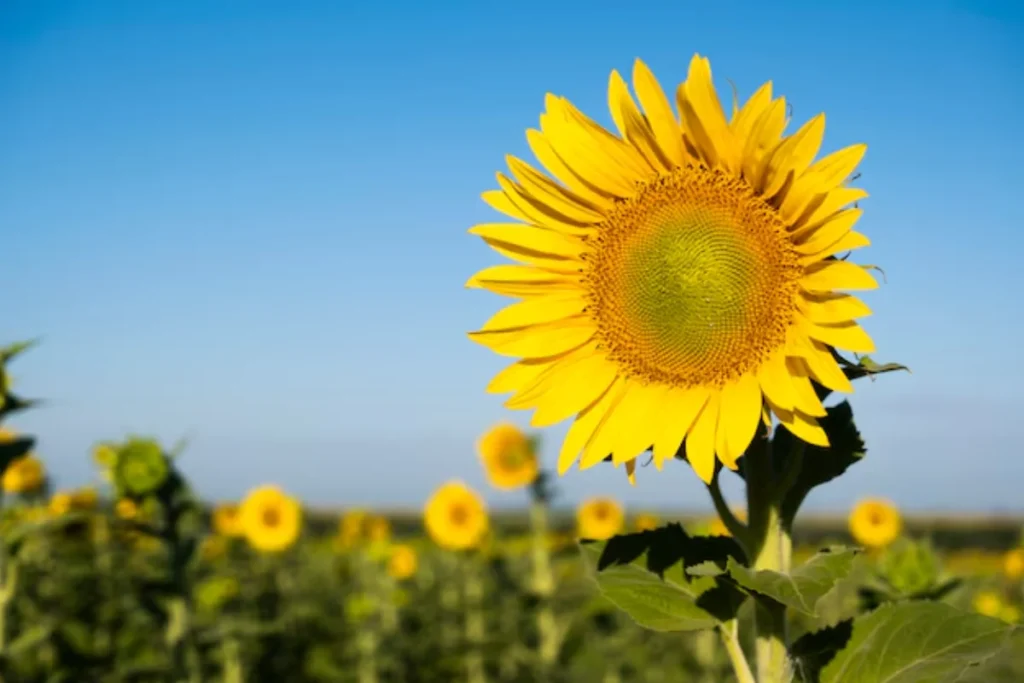 Girassóis Radiantes: Alegria Campestre para Varandas e Jardins - inspiração