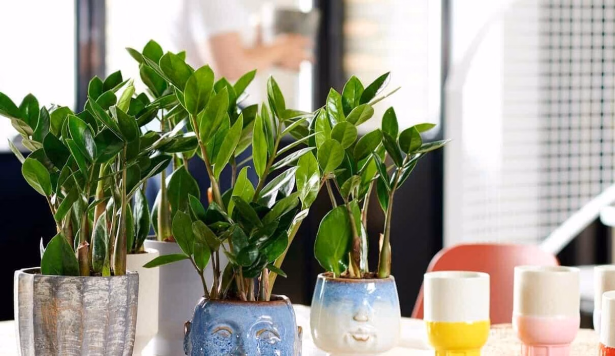 Com Zamioculcas em Vasos Minimalistas: Elegância e Facilidade - detalhe