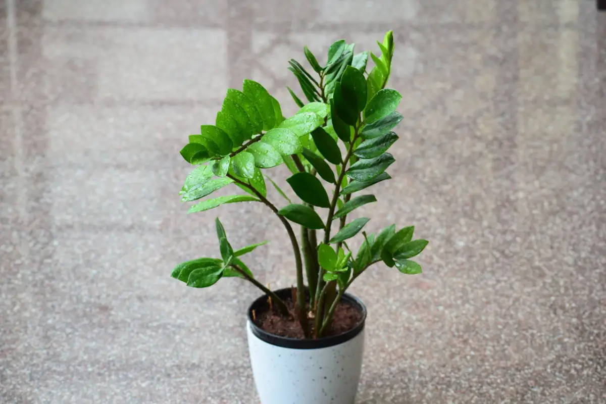 Com Zamioculcas em Vasos Minimalistas: Elegância e Facilidade - inspiração