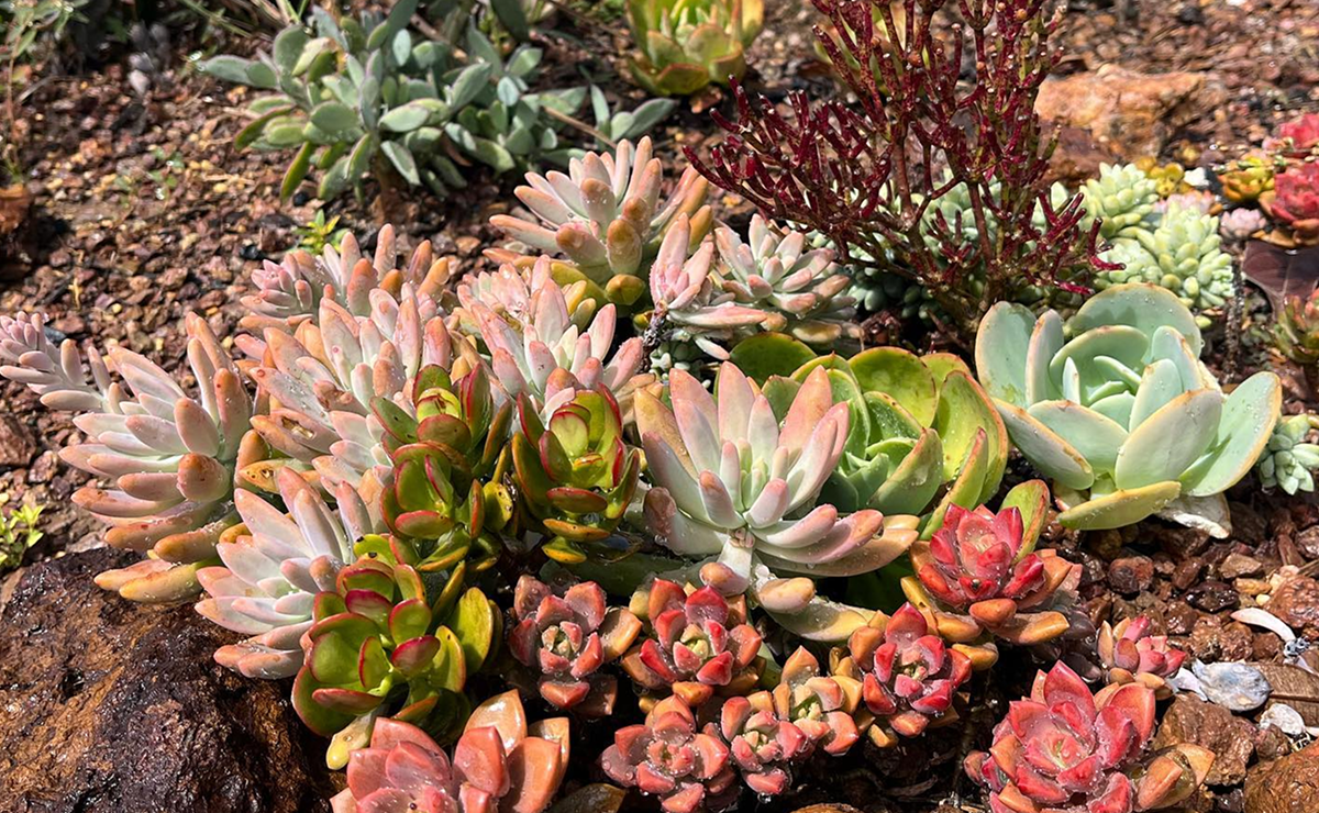 Canteiro de Suculentas e Pedras com Casca de Pinus: Um Toque Natural - ideia