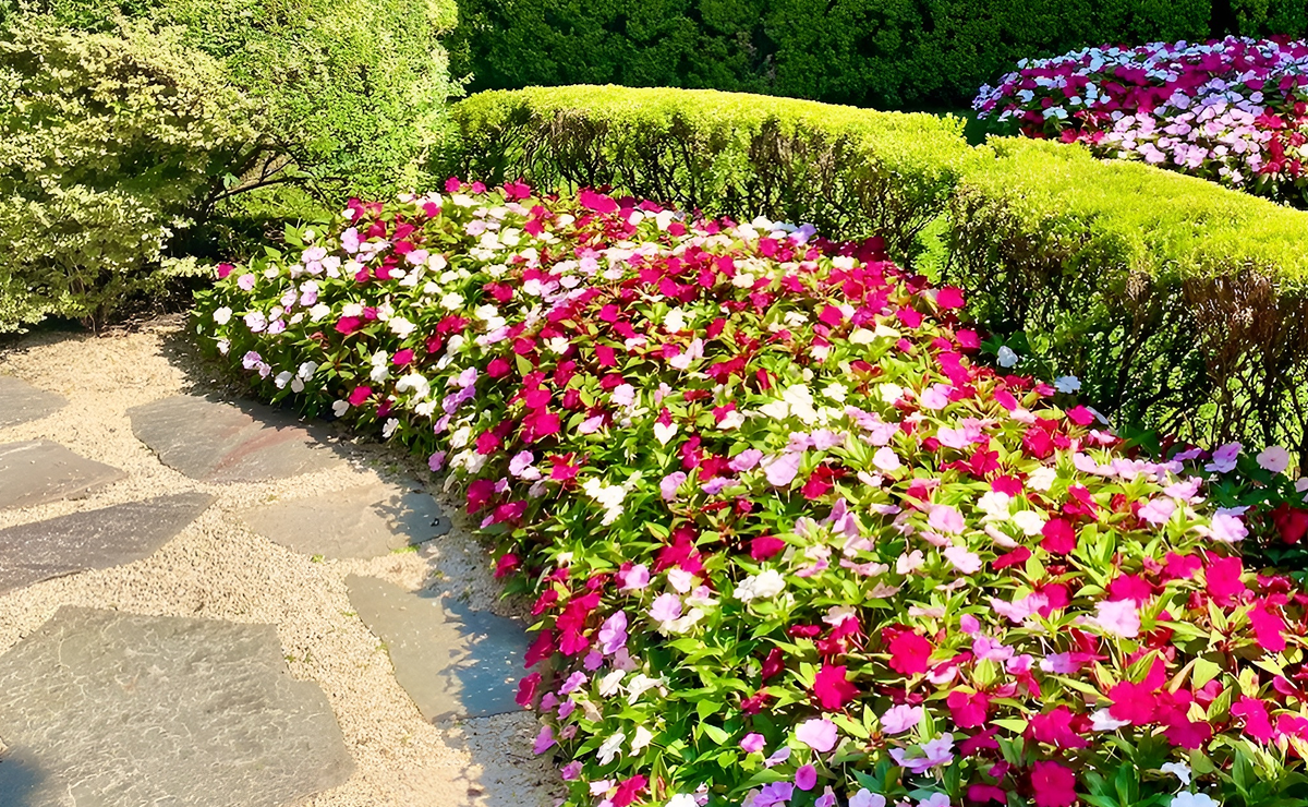 Onze-Horas Rastejantes: Tapetes Floridos para um Jardim Cheio de Vida - inspiração