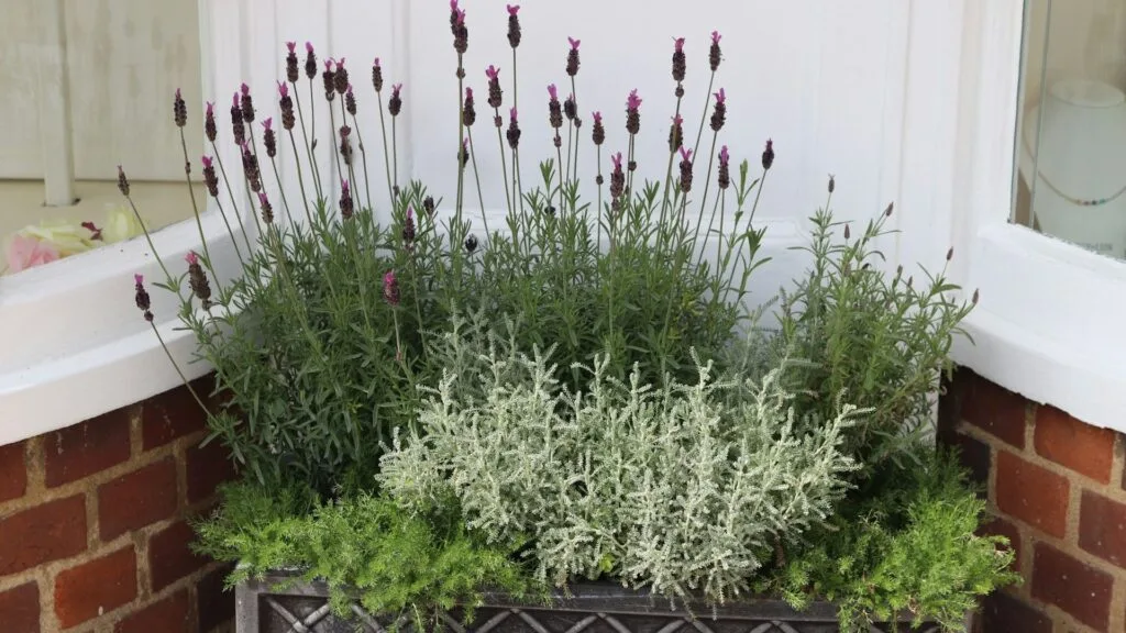 Lavanda em Vasos de Barro: O Toque Provençal que Acalma e Perfuma - ideia