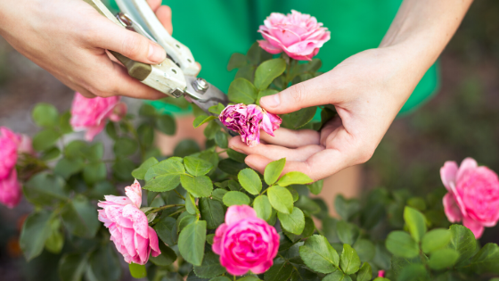 Poda de Limpeza Extrema: Roseiras Livres de Pragas e Doenças - ideia